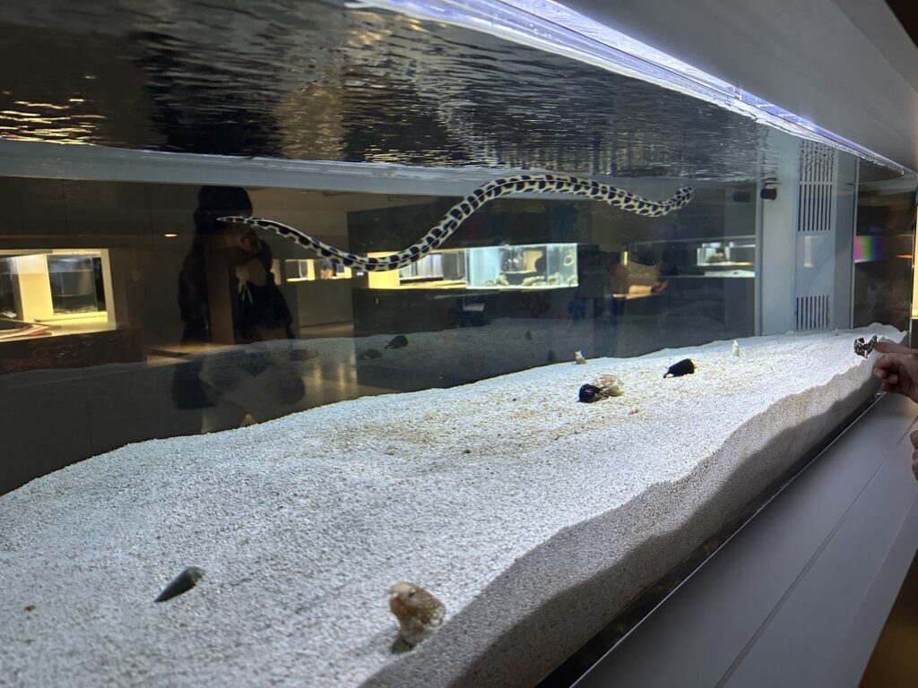 Close-up of a unique, patterned exotic fish with ornate fins in a clear glass tank at AOAO SAPPORO.
