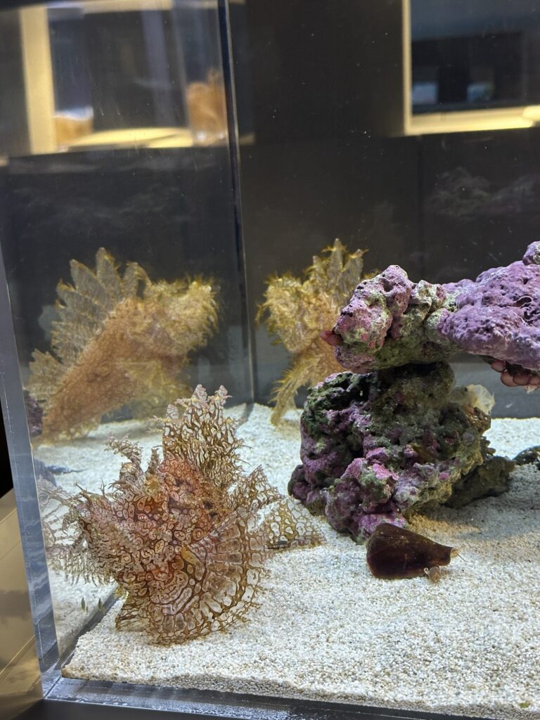 Close-up of a unique, patterned exotic fish with ornate fins in a clear glass tank at AOAO SAPPORO.